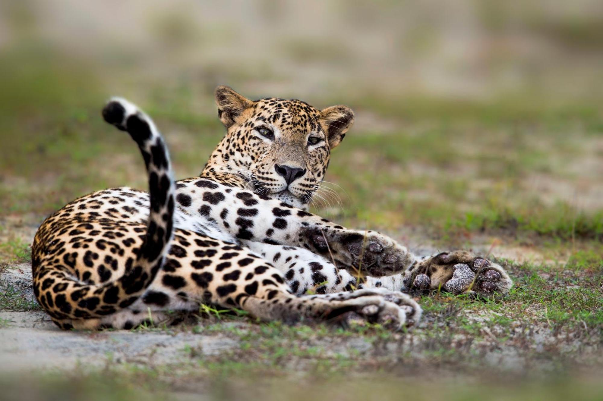 Готель Mahoora Yala - By Eco Team Екстер'єр фото