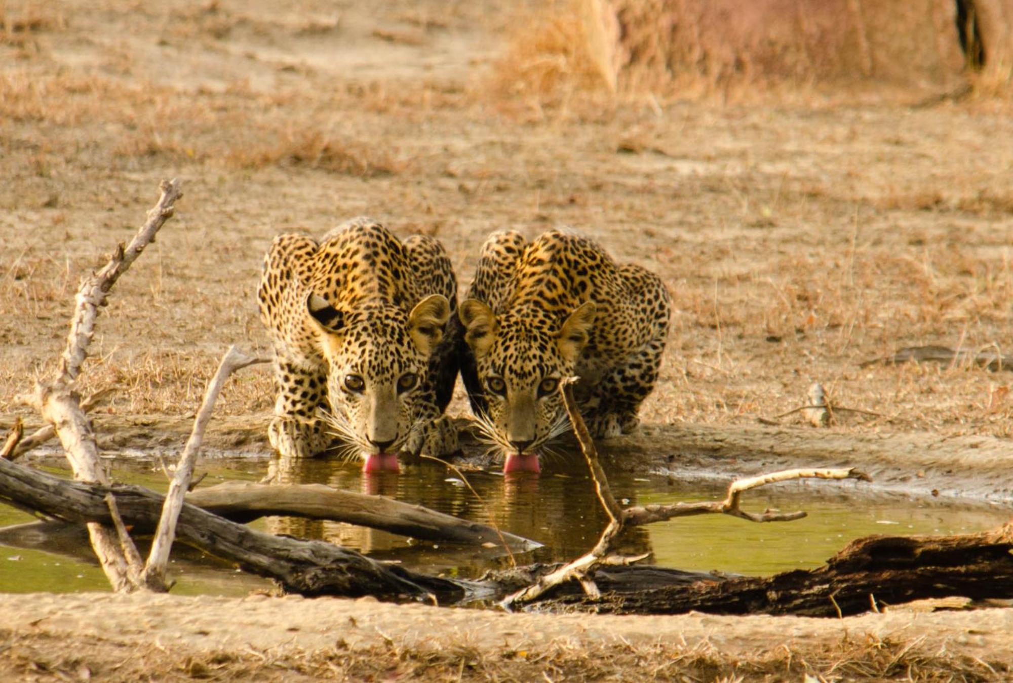Готель Mahoora Yala - By Eco Team Екстер'єр фото