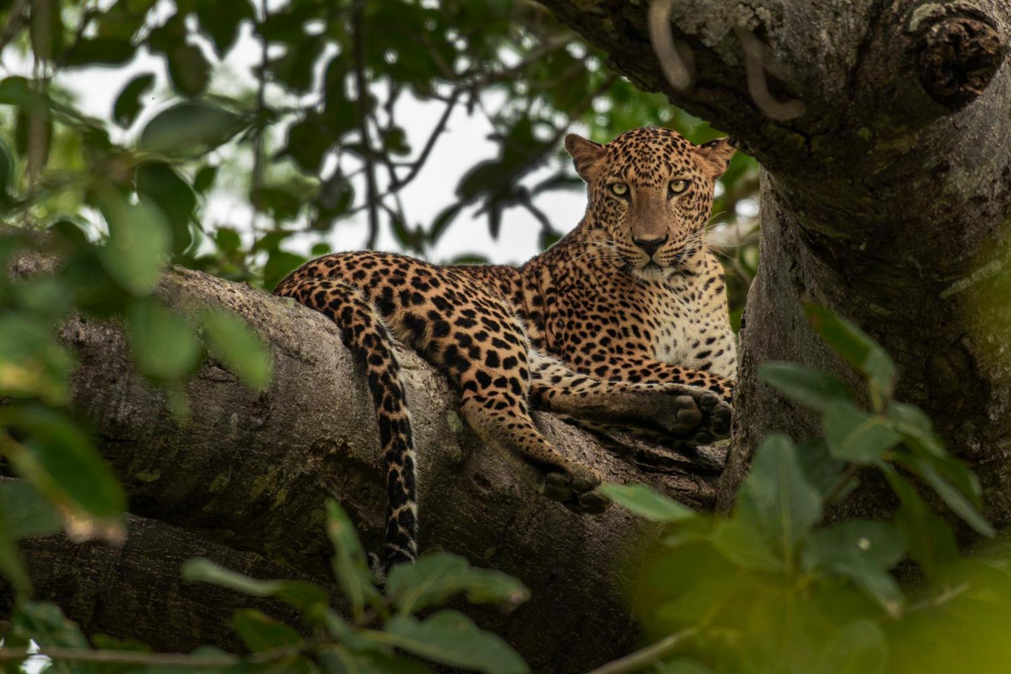 Готель Mahoora Yala - By Eco Team Екстер'єр фото